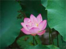 జెన్ మాస్టర్ బంజాన్ జ్ఞానం పొందుట! 