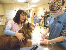 పెట్స్ అనారోగ్యంగా ఉన్నాయని ఎలా గుర్తుపట్టడం....?