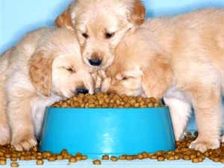 ఇంట్లో పెంచుకొనే పెట్స్ కి మాంషాహారం తప్పనిసరా...?