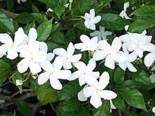 సంవత్సరం పొడవునా పూచే నందివర్ధనం...