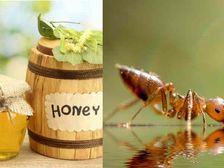 తేనె మీద చీమల దాడి.. ఆపుచేయడం ఎలా?