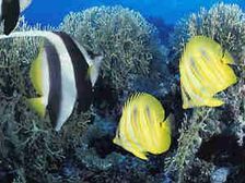 జెన్ స్టోరి: నేను చేపను కాను?