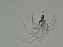 సాలె గూళ్ళును వదిలించుకొనే సులభ చిట్కాలు...!?