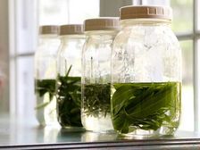 మూళికలని భద్రపరచడం ఎలా?