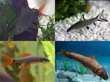 కనులకు విందు అక్వేరియం షార్క్ చేపలు..!