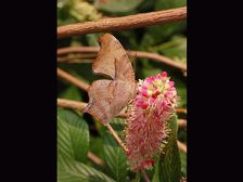 మీ గార్డెన్ ను కలర్ ఫుల్ గా మార్చే సమ్మర్ ఫ్లవర్స్ ప్లాంట్స్...!