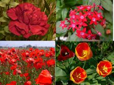 గార్డెన్ కళకళలాడేలా చేసే రెడ్ కలర్ ఫ్లవర్ ప్లాంట్స్