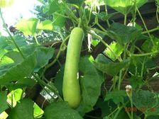 సొరకాయలోని అద్భుతమైన ఆరోగ్య ప్రయోజనాలు