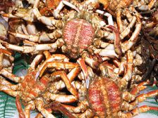 చట్టవిరుద్ధంగా తింటూ, అంతరించిపోతున్న ఆహారాలు