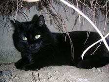 మన ఇండియాలో బాగా ప్రసిద్ది చెందిన మూఢనమ్మకాలు