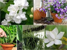 నిద్ర బాగా పట్టాలంటే ఈ మొక్కలు మీ గదిలో ఉండాల్సిందే...