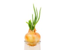 కిచెన్ గార్డెన్ లో ఉల్లిపాయల పెంపకం..టిప్స్ 