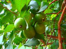 డార్క్ స్పాట్స్, ముడతలకు చెక్ పెట్టడానికి ఎఫెక్టివ్ రెమడీ.. జామ ఆకు..!!