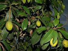 షుగర్ తో పాటు, రకరకాల వ్యాధులు నయం చేసే సత్తా మామిడాకులదే..!!