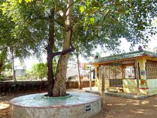 రావి, వేపచెట్టుకి ప్రదక్షిణలు చేస్తే సంతానం కలుగుతుందా ?? 