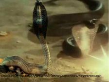 పాము తలలో మణి ఎలా ఏర్పడుతుంది ? నిజంగానే నాగమణి ఉంటుందా ? 