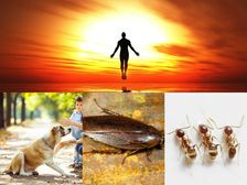 మానవ జన్మకు ముందు.. ఎన్ని కోట్ల జన్మలు ఉంటాయో తెలుసా ? 