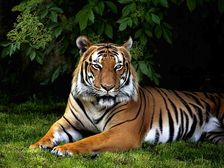 కలలో ఏ జంతువు కనిపిస్తే దేనికి సంకేతం..!?