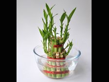 ఈ మొక్కలు అందంగా ఉండటమే కాదు.. అదృష్టాన్ని, ఐశ్వర్యాన్ని ఇస్తాయట...!