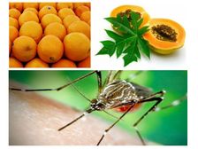 డెంగ్యూ పేషంట్స్ ఖచ్చితంగా తినాల్సిన 10 హెల్తీ డైట్ ఫుడ్స్..!