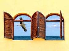 ఇంట్లోకి పక్షి వస్తే ప్రాణగండం..!! మనుషుల్లో ఉన్న అపోహలెన్నో.. 