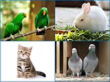 ధనవంతులు కావాలంటే.. ఇంట్లో ఉండాల్సిన, ఉండకూడని జంతువులు..!