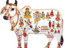 సకల దేవతా స్వరూపమైన గోమాతను పూజిస్తే సంతానం కలుగుతుందా..? 