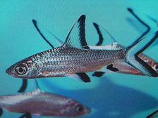 ఈ 6 వస్తువులను బెడ్ క్రింద 21 రోజులు పెట్టుకుంటే ఎలాంటి సమస్యైనా పరిష్కారమవుతుంది