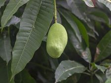 మామిడాకుల్లో లెక్క పెట్టలేనన్ని అద్భుత ఆరోగ్య రహస్యాలు..!!