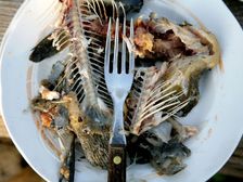 చేప ముల్లుని పొరపాటున మింగితే చనిపోతారా?