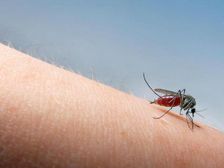 Dengue: ఆయుర్వేద పద్దతిలో డెంగ్యూ జ్వరాన్ని త్వరగా దూరం చేసుకోవాలంటే ఏం చేయాలో తెలుసా?