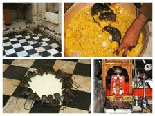 మూషికాలయం : 20 వేల ఎలుకలున్న దేవాలయంలో ఎన్నో వింతలు గురించి విన్నారా?