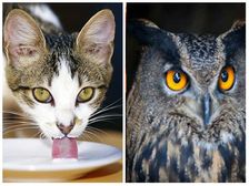 పిల్లులు పాలు తాగుతాయి..గుడ్లగూబ పక్షులలో తెలివైనది..వంటి సాధారణంగా జంతులపై ఎన్నోఅపోహలు, వాస్తవాలు