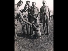 ఆ ఎలుగుబంటి దమ్ము కొట్టేది.. బీర్లు తాగేది.. రెండో ప్రపంచ యుద్ధంలో దమ్ము చూపింది