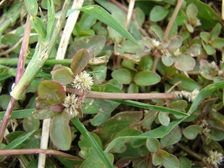 పొన్నగంటి కూర.. వీర్యకణాల్లోని లోపాలను సరిదిద్దుతుంది..అనారోగ్యాలను తరిమికొడుతుంది