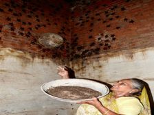 నిపా వైరస్ అంటే నాకేం భయం.. 400 గబ్బిలాలను సాకుతున్నా అంటున్న గుజరాత్ బామ్మ