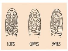 మీ వేలి ముద్రలు మీ వ్యక్తిత్వాన్ని సూచించగలవా?