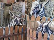 గాడిదకు రంగులేసి జూలో పెట్టి వెర్రి పప్పలను చేస్తున్నారు, కుక్కను సింహలా మార్చారు మొరిగితే తెలిసింది