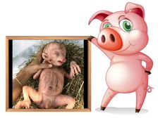 పంది కడుపున పిల్లవాడు అస్సలు నిజం కాదు, అది ఇటలీకి చెందిన ఒక బొమ్మ, వాస్తవం తెలుసుకోండి