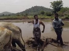 పొలంలో కీకీ ఛాలెంజ్ అదరగొట్టారు, ఎద్దులు దున్నుతుంటే వీరు దుమ్ములేపారు, కీకీ వీడియోలు