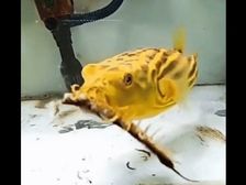 ఈ చేప కూరంటే వాళ్లకు భలే ఇష్టం, అది పాముల్ని, తేళ్లను తింటుంది, ఒళ్లంతా విషమే, మీరు తినేరు చనిపోతారు