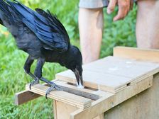 కాకులను చూసైనా బుద్ధి తెచ్చుకోండి, సిగ్గుతో ఇక నుంచి ఆ పని చేయకండి