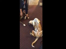 బుజ్జి కుక్కగారు చేసిన కొంటె చేష్టలకు, కంగారు పడి ఏడుస్తున్న అతని చిట్టి సోదరుడు!