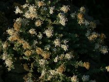 గరుడ సంజీవని మనిషిని తిరిగి బతికిస్తుందా, సంజీవని మొక్క విశిష్టత, ఉపయోగాలు