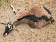 కామంతో కళ్లు మూసుకుపోయాయి.. శారీరక సుఖం కోసం మేకను కూడా వదలలేదు