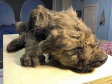 అక్కడ మరణిస్తే ఏ జీవి శరీరం అయినా చెక్కు చెదరకుండా ఉంటుందా? నిజమేనంటున్న శాస్త్రవేత్తలు..