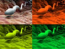 స్పెర్మ్(వీర్యం) ఆరోగ్యంగా ఉందని తెలిపే సహజ రంగు ఏది, ఇతర రంగులు మనిషి ఆరోగ్యాన్ని ఎలా సూచిస్తుంది??