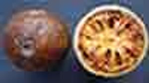 ఈ పండ్లను తెలుగులో ఏమంటారో తెలుసా...