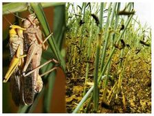 ఇలా చేస్తే... మిడతల దండు మీ పంటల వైపు కన్నెత్తి కూడా చూడదు...! 