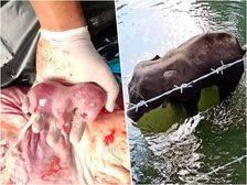కళ్లు చెమర్చే కేరళ ఏనుగు విషాద గాథ.. పండులో పటాసులు పెట్టి మరీ చంపేశారు...!